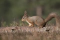 Red squirrel, Sciurus Vulgaris, sitting and walking along pine branch near heather in the forests of cairngorms national, scotland Royalty Free Stock Photo