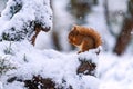 Red Squirrel Sciurus vulgaris