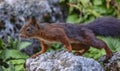 Red squirrel, sciurus vulgaris, standing on a rock Royalty Free Stock Photo