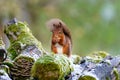 red squirrel (Sciurus vulgaris) with tail blown against its back by gusty winds, taken in Scotland