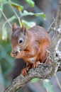 Red squirrel, Sciurus vulgaris Royalty Free Stock Photo