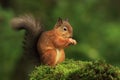 Red Squirrel