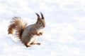 Red squirrel on searching for meal Royalty Free Stock Photo