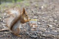 Red squirrel with shopping cart