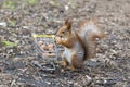 Red squirrel with shopping cart