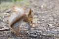 Red squirrel with shopping cart