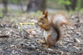 Red squirrel with shopping cart