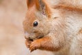 Red squirrel side view