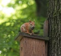 Red squirrel sitiing on birdhouse in forest