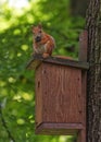 Red Squirrel Sitiing On Birdhouse In Forest