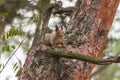 A red squirrel sits at the base of a thick pine trunk, partially hidden behind the bark. with blurred yellow-brown Royalty Free Stock Photo