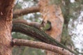 A red squirrel sits at the base of a thick pine trunk, partially hidden behind the bark. with blurred yellow-brown Royalty Free Stock Photo