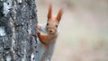 red squirrel sits on a birch trunk