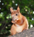 The red squirrel sits on a branch and eats seeds. Royalty Free Stock Photo