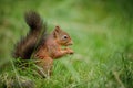 British red squirrel in green grass Royalty Free Stock Photo