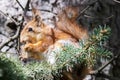 Red squirrel sits in the grass Royalty Free Stock Photo