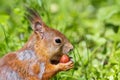 Red squirrel sits in the grass Royalty Free Stock Photo