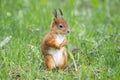Red squirrel sits in the grass Royalty Free Stock Photo