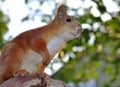 The red squirrel sits with his foot raised, looking into the distance. Royalty Free Stock Photo