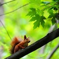 Red squirrel sits on a maple branch and faces east