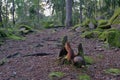 A red squirrel sits on an old stump and eats a nut Royalty Free Stock Photo