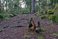 A red squirrel sits on an old stump and eats a nut