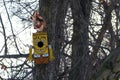 Red Squirrel sits on the roof Royalty Free Stock Photo