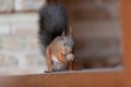 Red squirrel sits on shelf and gnaws walnut Royalty Free Stock Photo