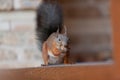 Red squirrel sits on shelf and gnaws walnut Royalty Free Stock Photo