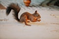 Red squirrel sits on shelf and gnaws walnuts Royalty Free Stock Photo