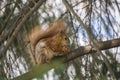 Red squirrel sits on a tree branch in nature Royalty Free Stock Photo