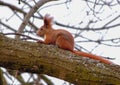 Red squirrel sits on a tree branch in the winter forest Royalty Free Stock Photo