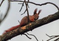 Red squirrel sits on a tree branch in the winter forest Royalty Free Stock Photo