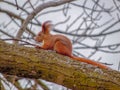Red squirrel sits on a tree branch in the winter forest Royalty Free Stock Photo