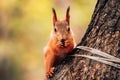 red squirrel sits on a tree and eats seed