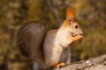 Red Squirrel sits on a tree and gnaws a nut Royalty Free Stock Photo