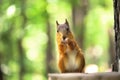 Red squirrel sits in wood