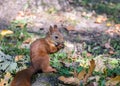 Red squirrel sitting in autumnal park with nut in paws Royalty Free Stock Photo