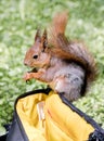 Red squirrel sitting on bag and eating nut on blurred grass back Royalty Free Stock Photo