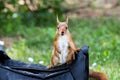 Red squirrel sitting on bag during summer day and looking in cam Royalty Free Stock Photo
