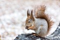 Red squirrel sitting on bench and eating nut in winter park Royalty Free Stock Photo