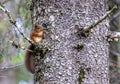 Red Squirrel sitting on a branch