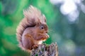 Red Squirrel sitting in English forest Royalty Free Stock Photo
