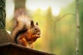 Red squirrel sitting on feeder and eating nut in park Royalty Free Stock Photo