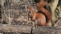 Red Squirrel sitting on a fence in Public Park Hasenheide in Berlin and eating in Slow Motion