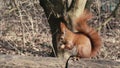 Red Squirrel sitting on a fence in Public Park Hasenheide in Berlin and eating in Slow Motion