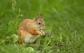 Red squirrel sitting in green grass Royalty Free Stock Photo