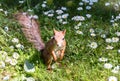 Red squirrel sitting in green grass lawn with blossom daisy