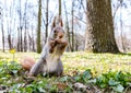 Red squirrel sitting on green grass in park and eating nut Royalty Free Stock Photo