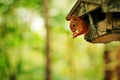 Red squirrel sitting inside feeder and eating nut in park Royalty Free Stock Photo